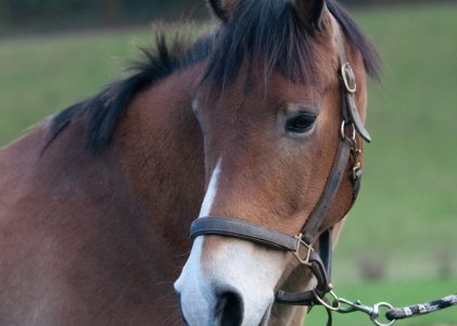 Horse Health Issues: What to Look Out For￼