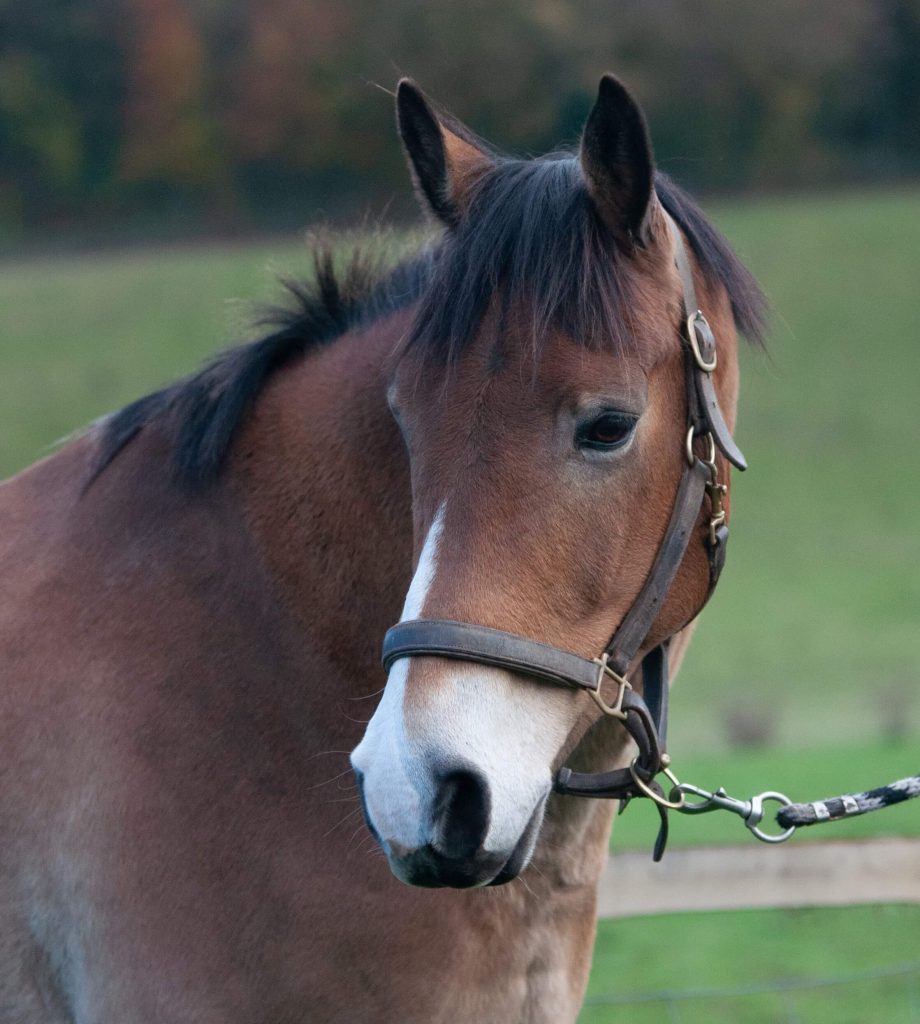 Chirovet Wales - Horse
