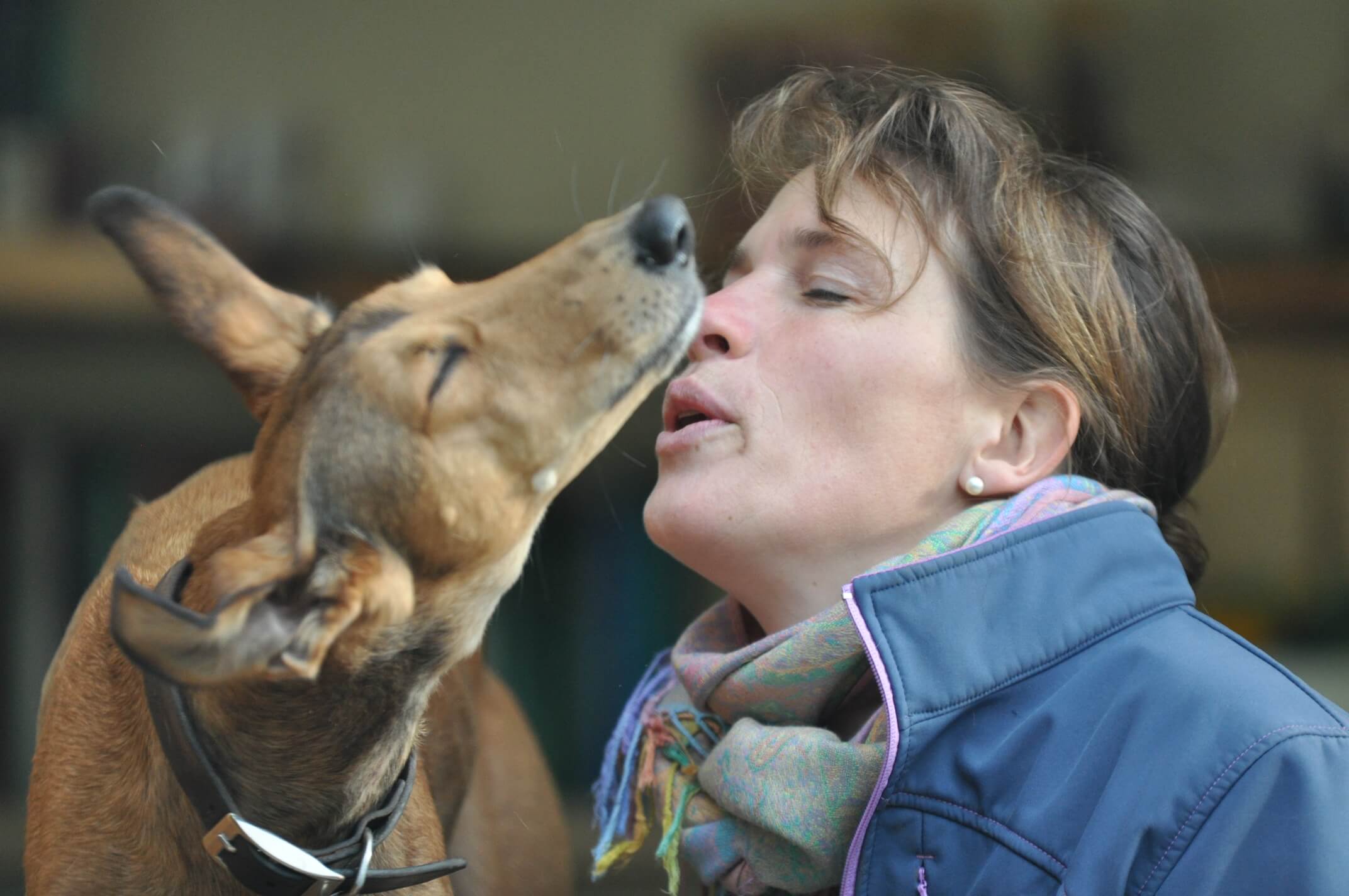 What is Veterinary Holistic Care?
