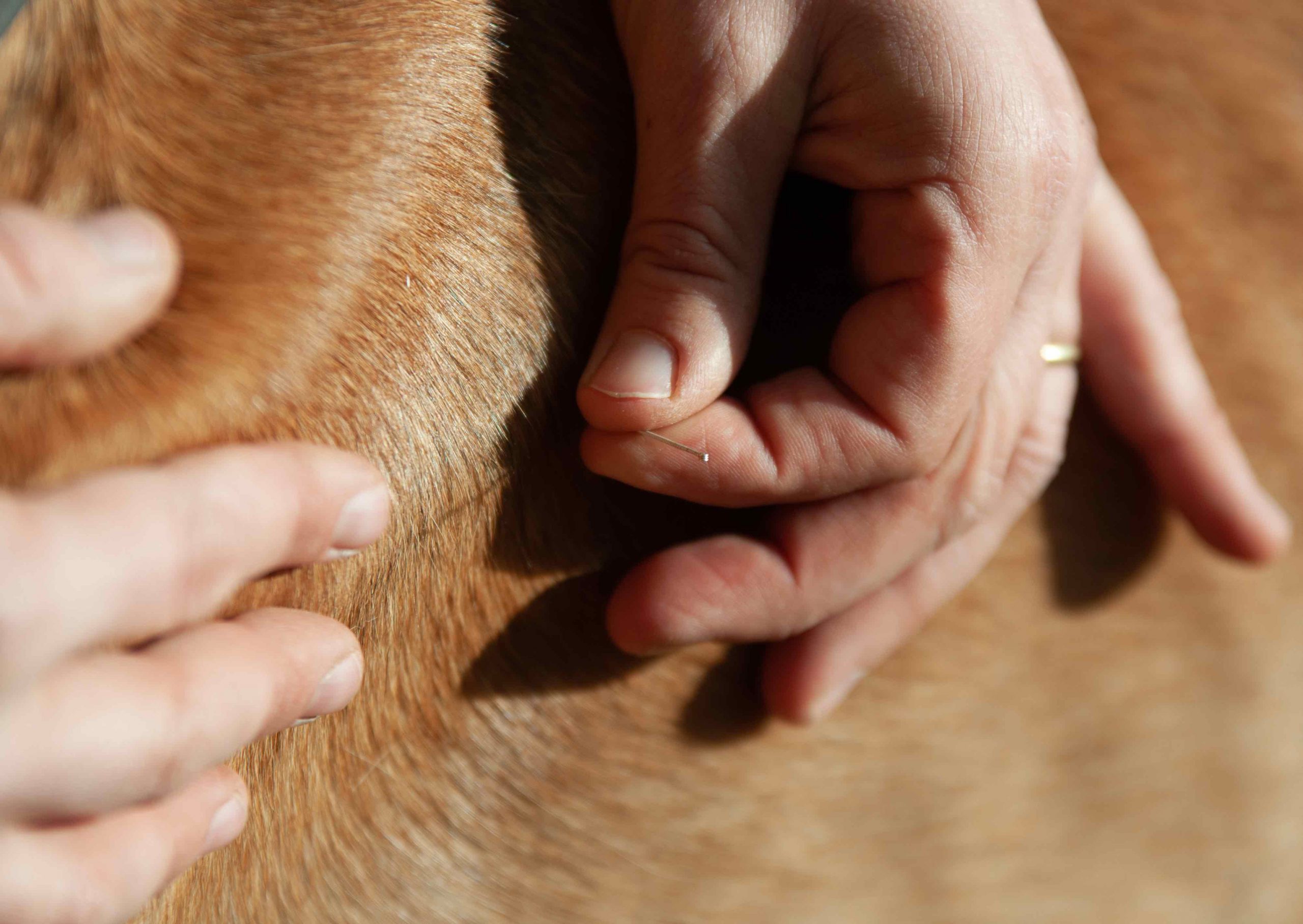 What Is Veterinary Acupuncture?